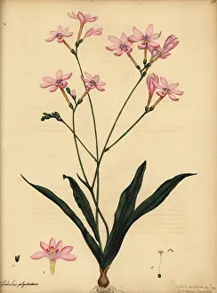 Volume 1: Branching gladiolus, Gladiolus polystachius