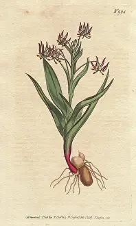 Branching: Branching melanthium, with many small lilac