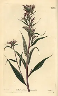 Lobelia: Branchy lobelia, Lobelia pyramidalis