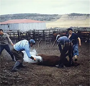 Fuego: BRANDING CATTLE 1982
