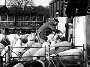 Steyning: BRANDING PIGS
