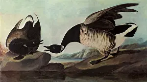 Brant: Brant, Branta bernicla