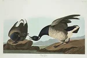 Brant: Branta bernicla, brent goose