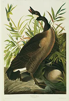 Canadensis: Branta canadensis, Canada goose