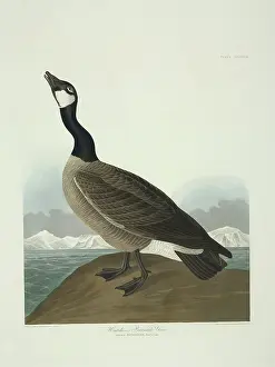 Canadensis: Branta canadensis, Canada goose
