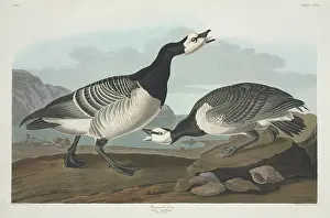 Gander: Branta leucopsis, barnacle goose