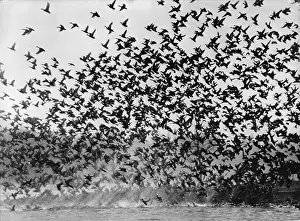 Brant: Brant