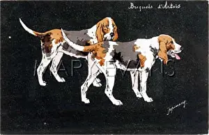 Braque: BRAQUE D'ARTOIS