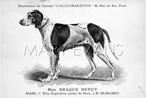 Dupuy: Braque Dupuy