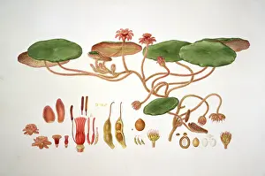 Brasenia schreberi, water shield