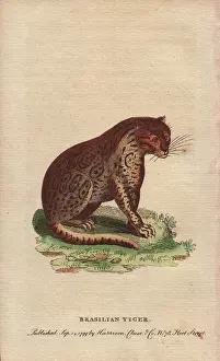 Onca: Brasilian tiger, Panthera onca
