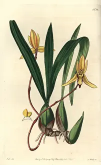 Marginata: Brasiliorchis marginata orchid