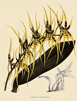 Orchids: Brassia Antherotes