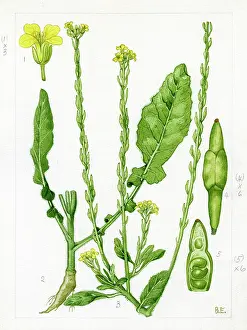 Pods: Brassica adpressa