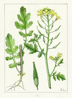 Lupton: Brassica alba - white mustard