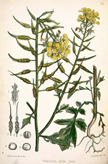 Mustard: Brassica alba, white mustard