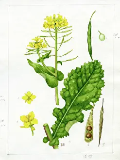 Stiff: Brassica campestris - field mustard