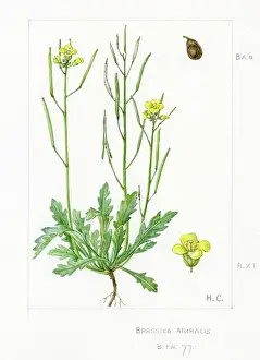 Brassica: Brassica muralis - common sand rocket