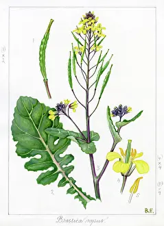 Everard: Brassica napus - rape