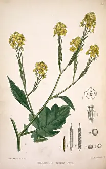 Nigra: Brassica nigra, black mustard