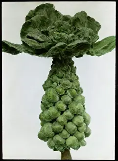 Stalk: Brassica Oleracea Gemmifera (Brussels Sprouts)