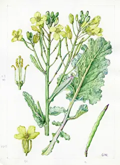 Gwen: Brassica oleracea - wild cabbage