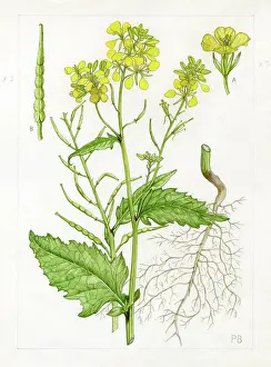 Bland: Brassica sinapis