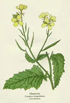 Brassica: BRASSICA SINAPISTRUM