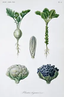 Regne: Brassica sp