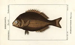 Serrano: Brassy chub, Kyphosus vaigiensis