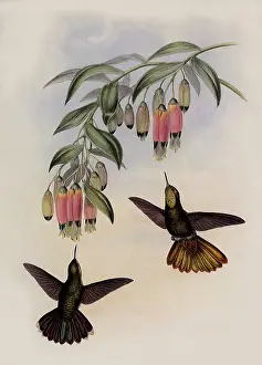 Brassy: Brassy Tail, Metallura Aeneicauda