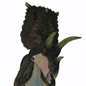 Ceratopsian: Bravoceratops dinosaur head