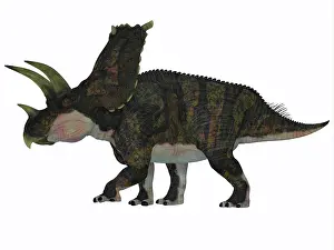 Ceratopsian: Bravoceratops dinosaur, side profile