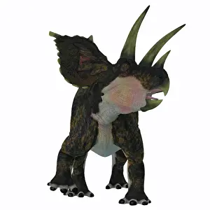 Ceratopsian: Bravoceratops dinosaur, front view