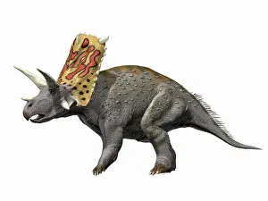 Polyphemus: Bravoceratops polyphemus, Late Cretaceous of Texas