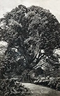 Savernake: The Braydon Oak - Savernake Forest, Wiltshire