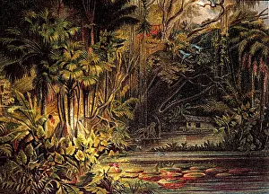 Brazil, Amazon, Amazon river, tropical virgin