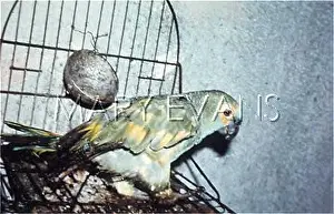 Poltergeists: BRAZIL / PARROT