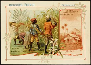 Pernot: Brazil - Sugar Cane