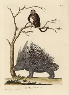 Porcupine: Brazilian bearded monkey species and crested