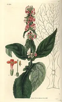 Brasiliensis: Brazilian buddlea, Buddlea brasiliensis, with