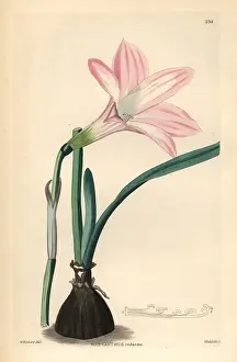 Shrubbery: Brazilian copperlily or robust habranth, Habranthus robustus