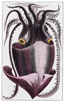 Tentacles: Brazilian squid
