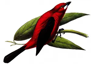 Swainson: Brazilian Tanager