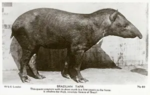 May19: Brazilian Tapir - Native to thick, swampy forests of Brazil