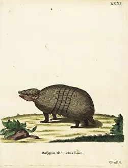 Armadillo: Brazilian three-banded armadillo, Tolypeutes tricinctus