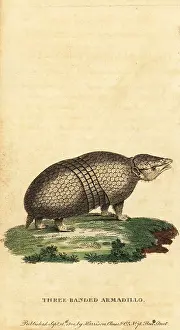 The Naturalists Pocket Magazine: Brazilian three-banded armadillo, Tolypeutes tricinctus