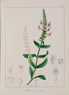 1810 1888: Brazoria truncata