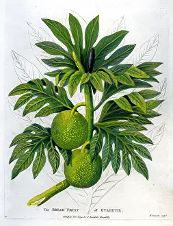Otaheite: Bread Fruit of Otaheite