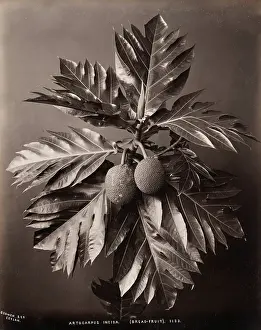 Scowen: Bread fruit plants, Ceylon Sri Lanka